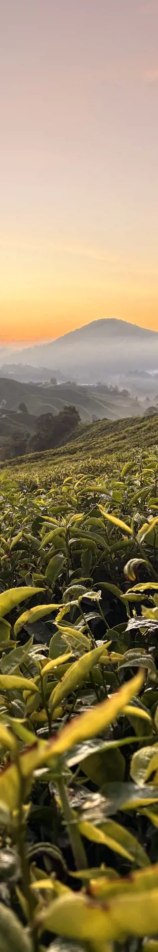 Cameron Highlands – Teeplantagen und kühle Höhenluft